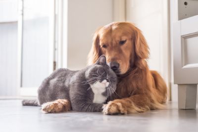 写真：座って寄り添う猫と犬